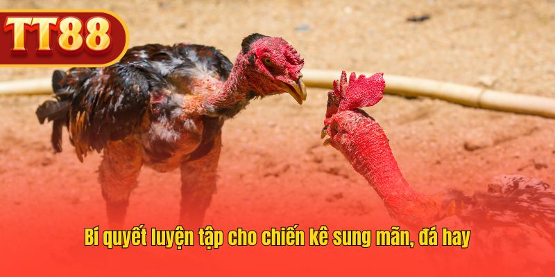 Chiến thuật luyện tập giúp chiến kê dẻo dai và đá hiệu quả.