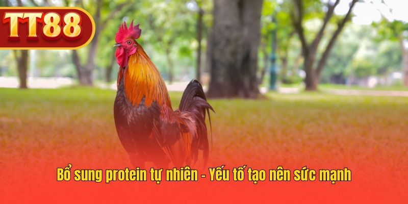 Protein tự nhiên là yếu tố then chốt giúp chiến kê khỏe mạnh.