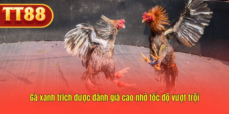 Xanh trích nổi bật với tốc độ nhanh, được nhiều sư kê ưa chuộng.