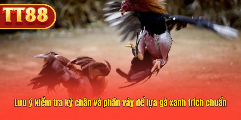 Lưu ý kiểm tra kỹ chân và phần vảy để lựa gà xanh trích chuẩn