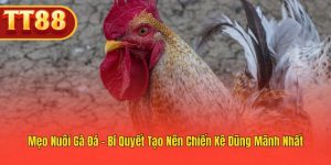 Nuôi Gà Đá – Hướng Dẫn Tạo Chiến Kê Sung Mãn
