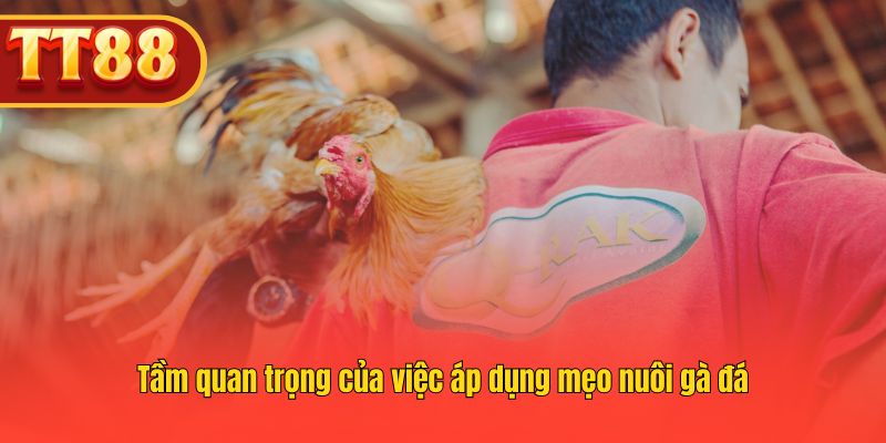 Vai trò của các bí quyết nuôi gà đá