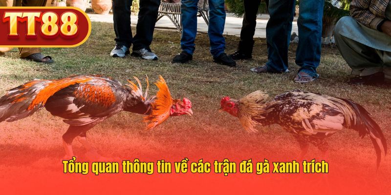 Giới thiệu tổng quan về các trận đá gà xanh trích TT88