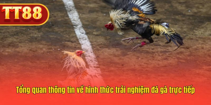 Tổng quan thông tin về hình thức trải nghiệm đá gà trực tiếp Tổng quan thông tin về hình thức trải nghiệm đá gà trực tiếp