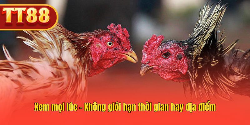 Theo dõi trận đá gà trực tiếp mọi lúc Theo dõi trận đá gà trực tiếp mọi lúc